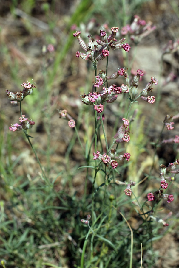 Image of Silene brahuica specimen.