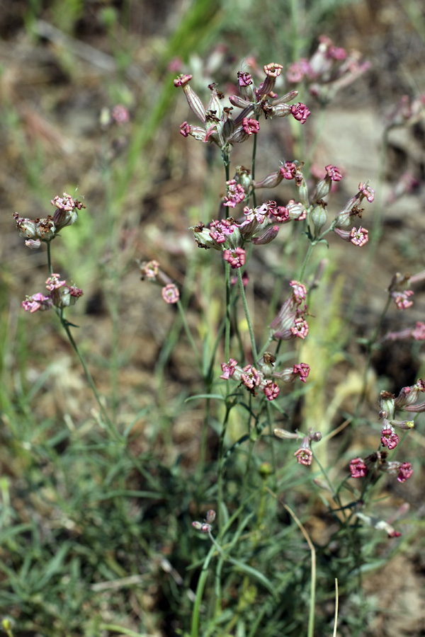 Изображение особи Silene brahuica.