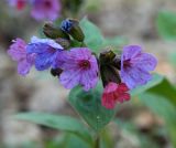 Pulmonaria obscura. Соцветие. Украина, Киев, заказник \"Лесники\", боровая терраса Днепра, лиственный лес. 8 апреля 2007 г.