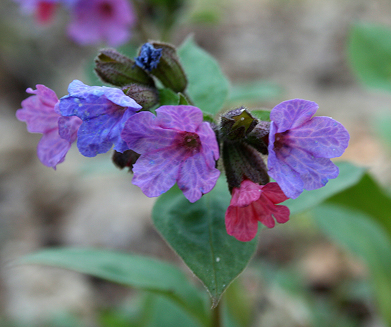 Изображение особи Pulmonaria obscura.