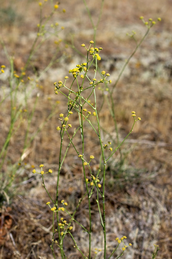 Image of Bupleurum exaltatum specimen.