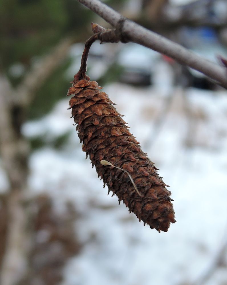 Image of Betula pendula specimen.