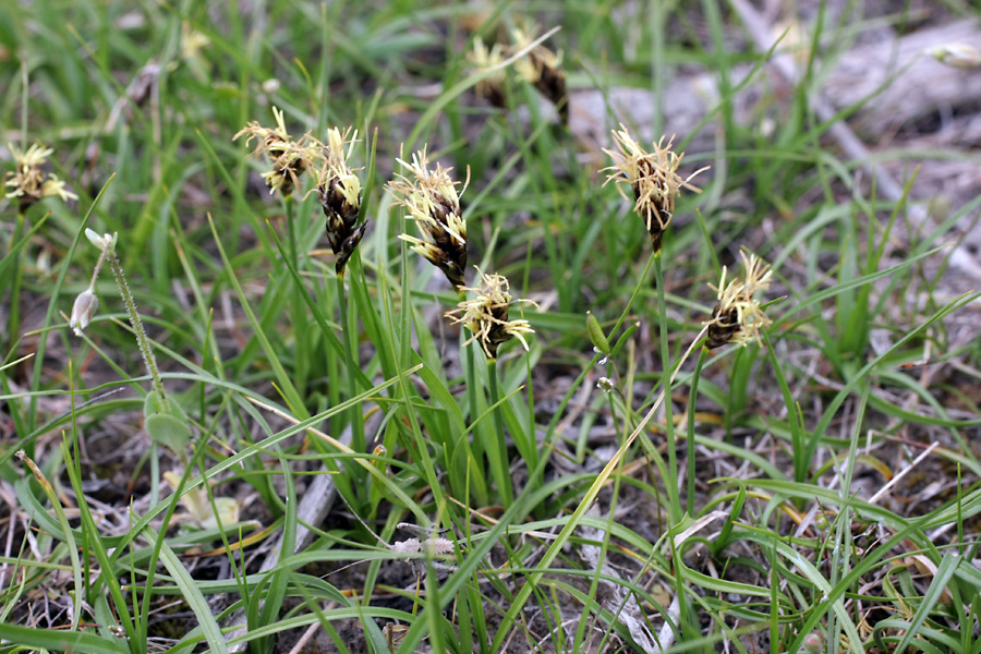 Изображение особи Carex pachystylis.