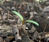 Fallopia convolvulus. Проросток. Север Кубани, станица Шкуринская, сорное в саду. 31-е марта 2016 г.