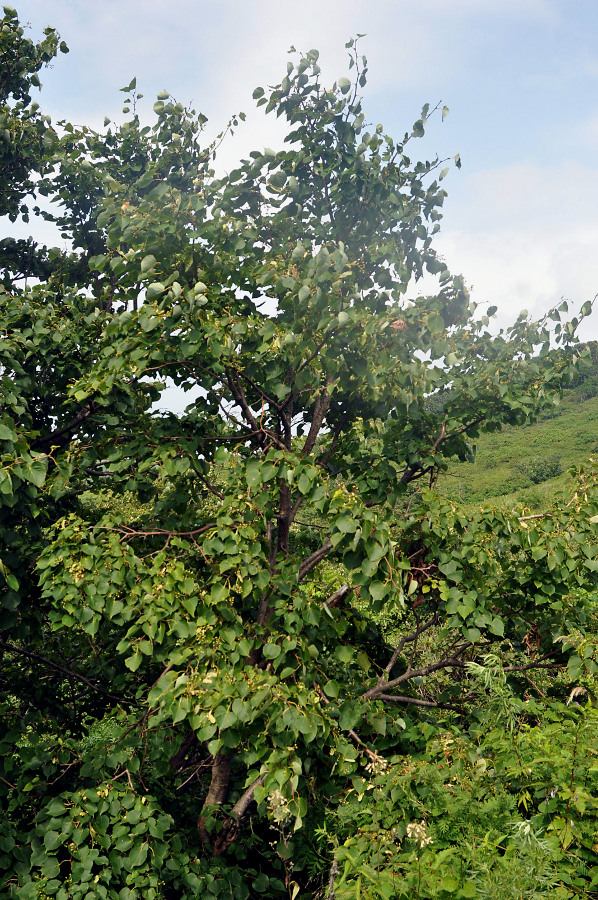 Image of Tilia amurensis specimen.