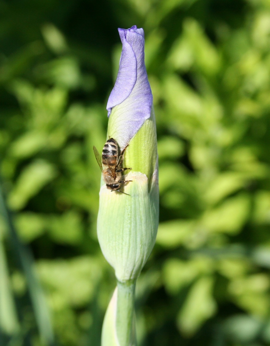Image of Iris × hybrida specimen.