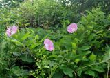 Calystegia dahurica