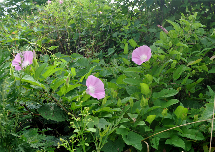Изображение особи Calystegia dahurica.