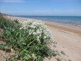 Crambe maritima. Цветущее растение. Краснодарский край, Темрюкский р-н, пос. Кучугуры, берег Азовского моря. 30.04.2016.