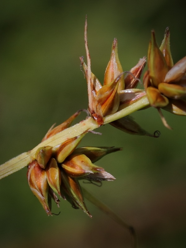 Image of Carex spicata specimen.