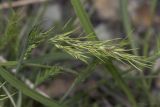 Poa bulbosa subspecies vivipara. Соцветие. Саратов, р-н телевышки, верхушка холма, опока. 01.05.2016.