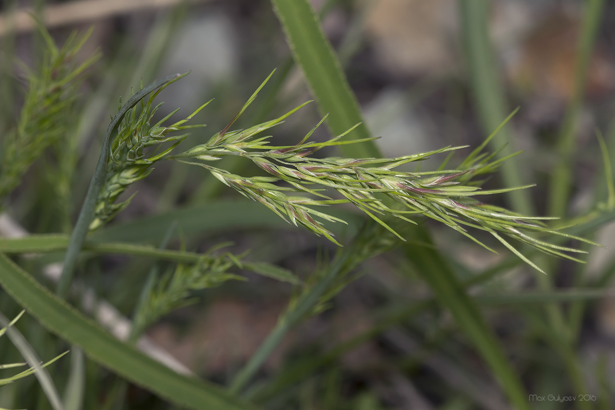 Изображение особи Poa bulbosa ssp. vivipara.