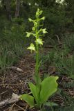 Platanthera chlorantha. Цветущее растение. Крым, окр. Феодосии, хр. Тепе-Оба, нарушенная степь в междурядьях искусственного леса из сосны крымской с примесью лиственных деревьев и кустарников. 10 мая 2016 г.