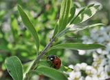 Spiraea grefsheimii