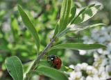 Spiraea &times; cinerea