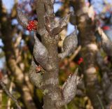 Hakea orthorrhyncha