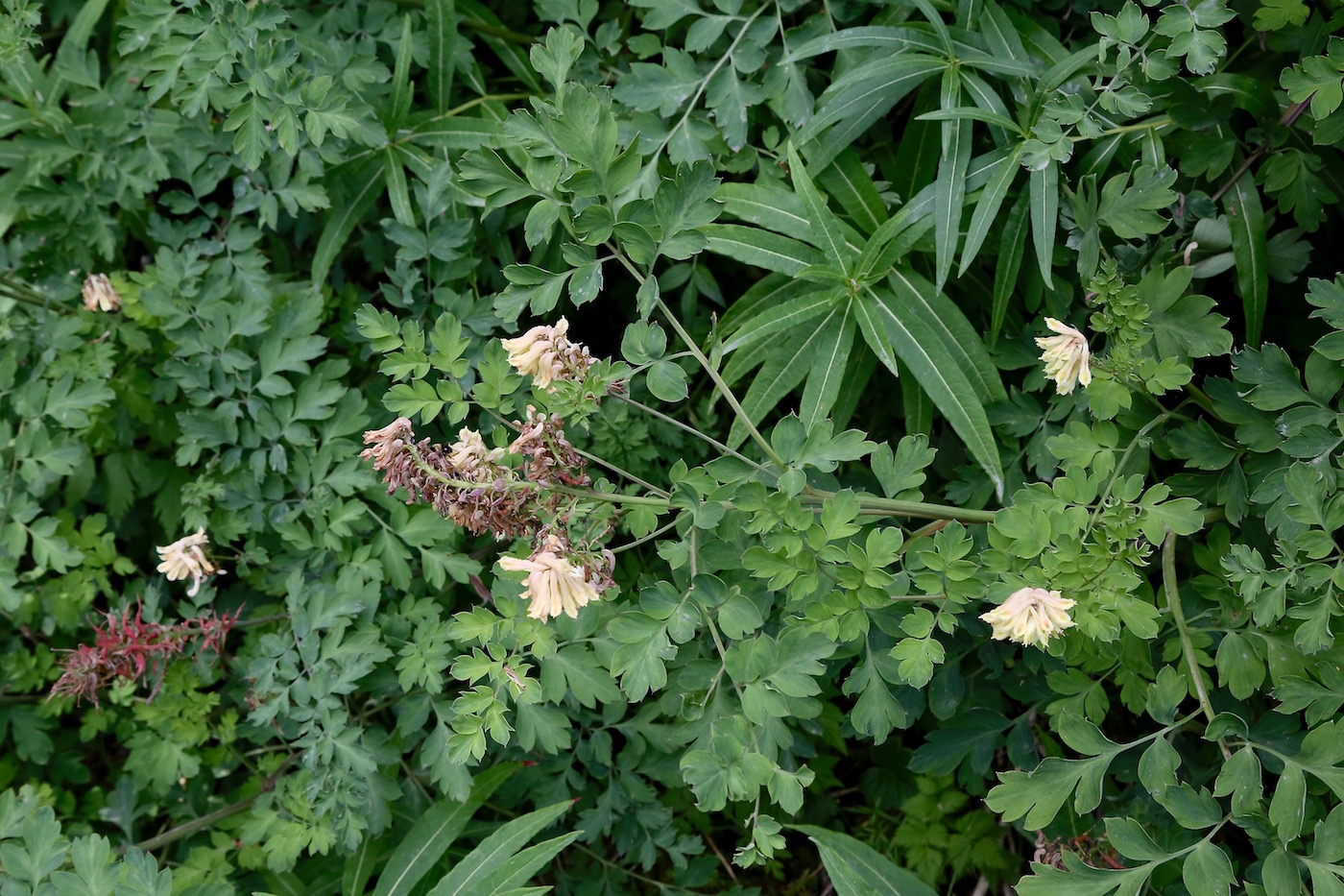 Изображение особи Corydalis semenowii.