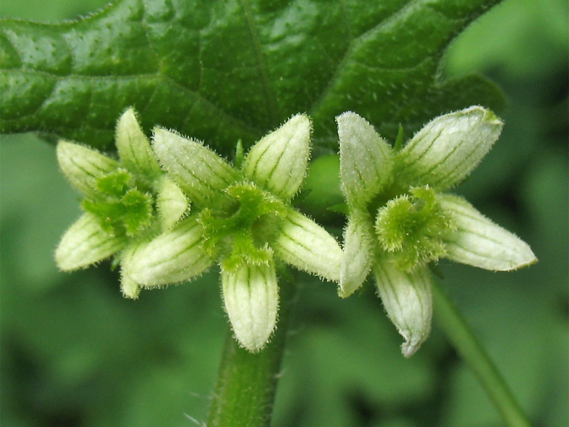 Image of Bryonia dioica specimen.