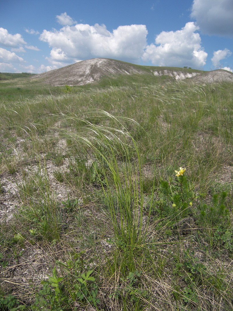 Изображение особи Stipa pennata.