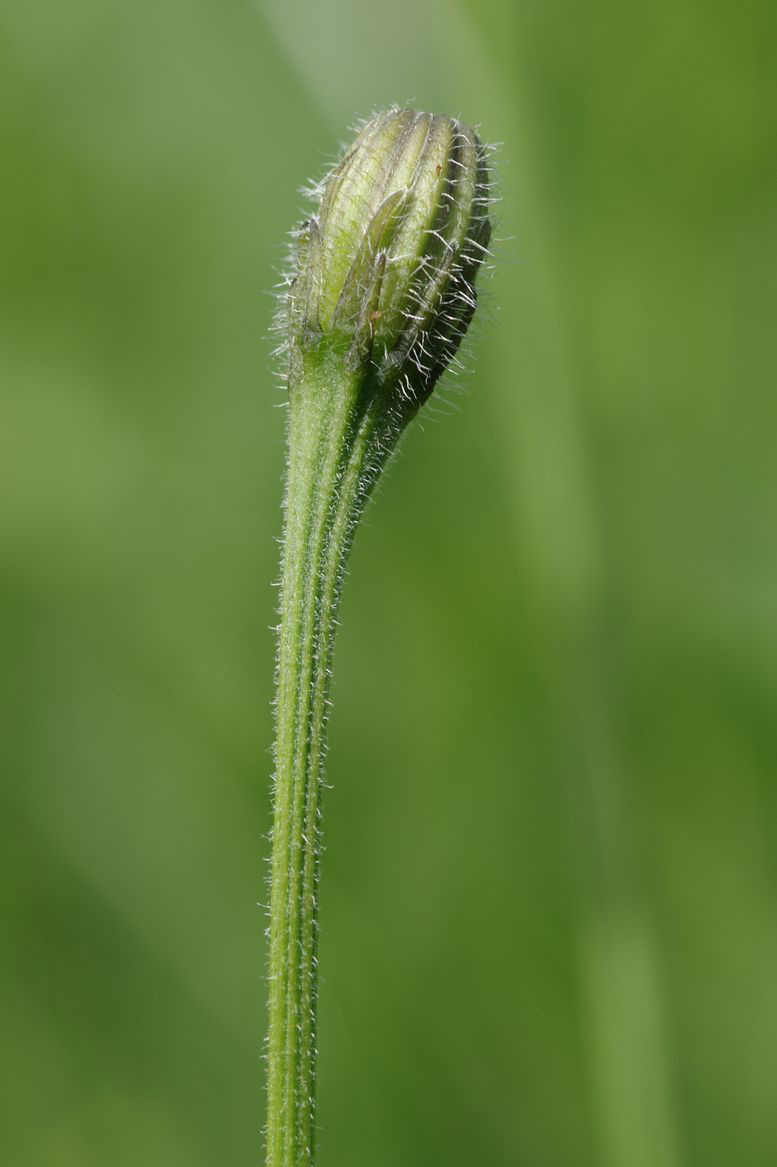 Изображение особи Leontodon hispidus.