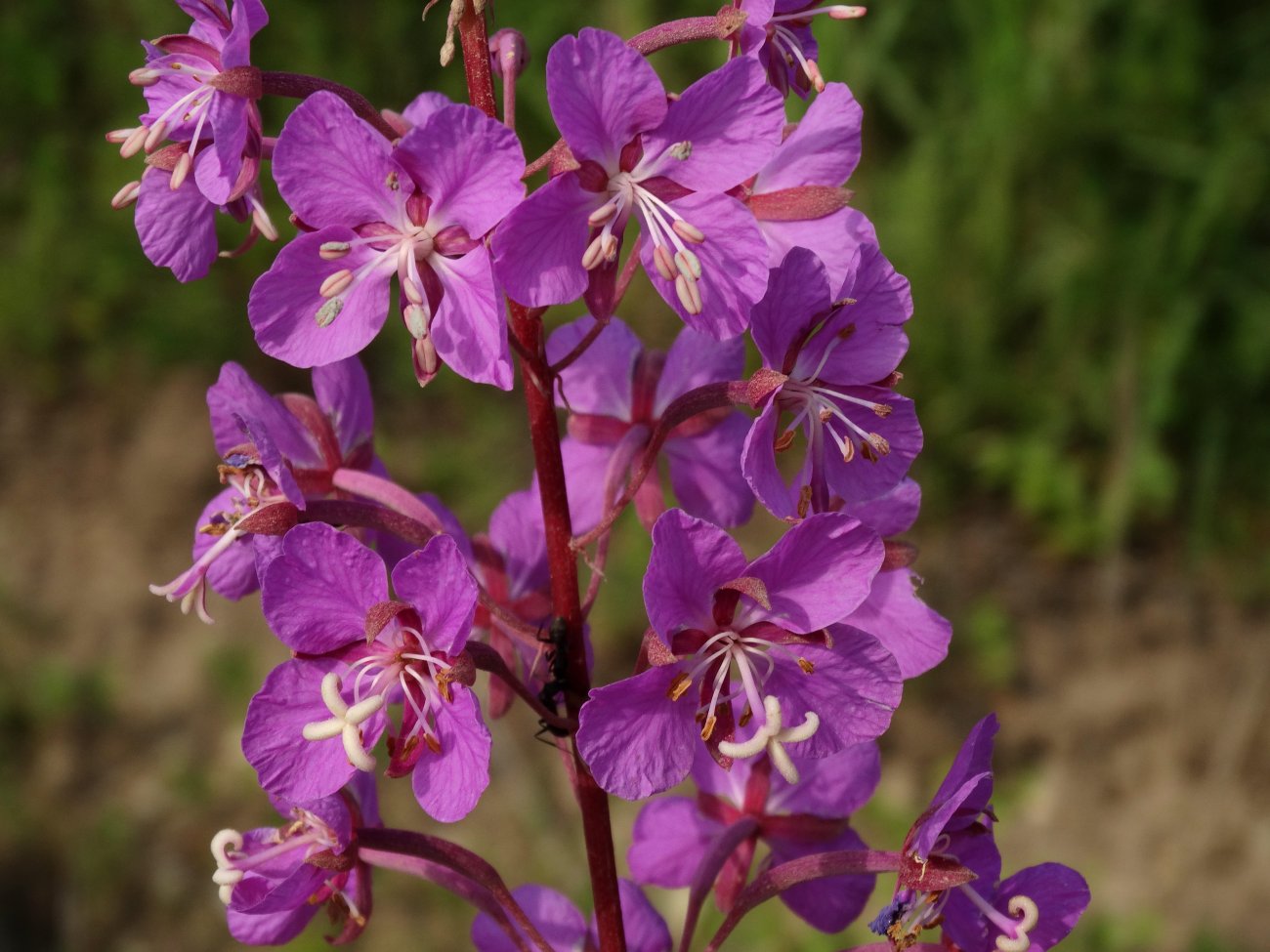 Изображение особи Chamaenerion angustifolium.