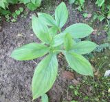 Arisaema flavum. Листья. Московская обл., в культуре. 17.07.2016.
