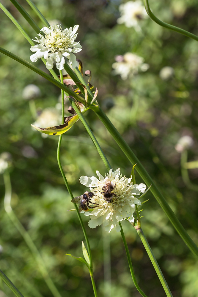 Изображение особи Cephalaria gigantea.