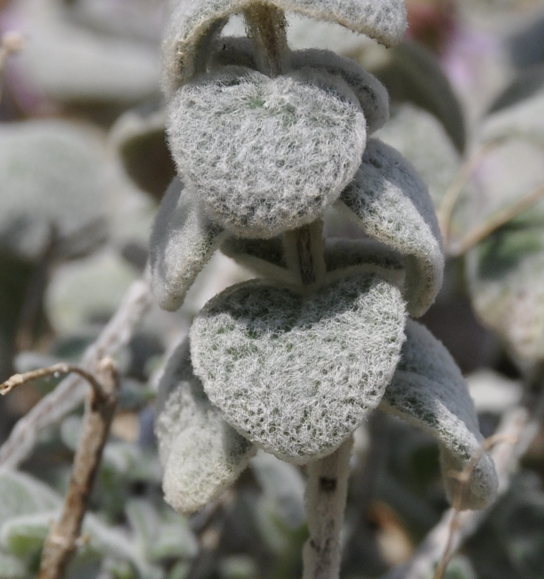Image of Origanum dictamnus specimen.