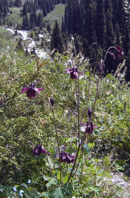 Изображение особи Aquilegia atrovinosa.