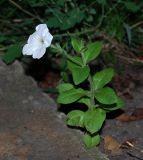 Petunia &times; atkinsiana