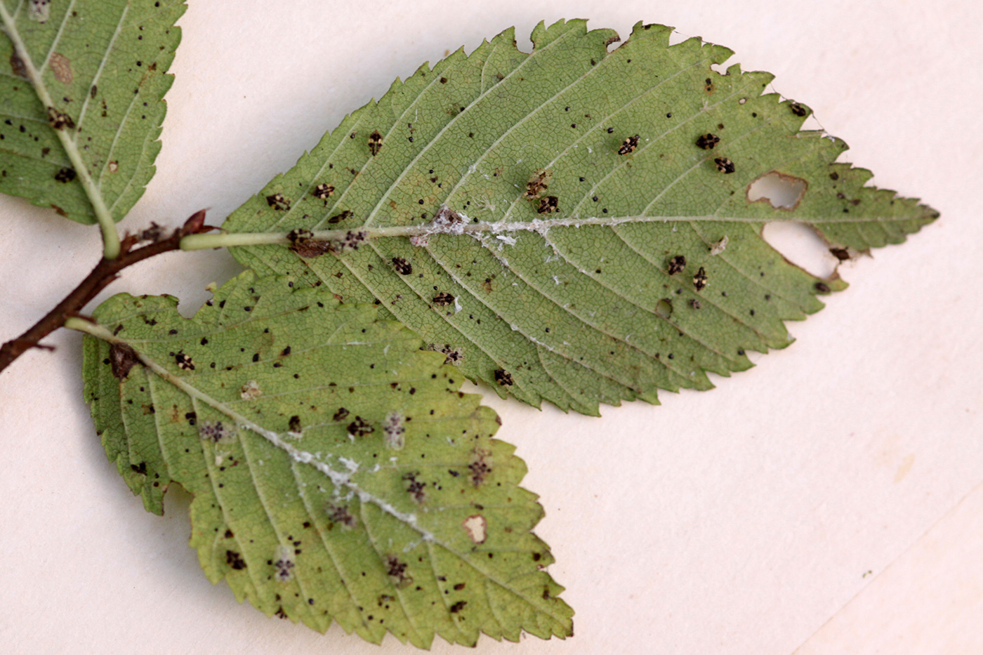 Image of genus Ulmus specimen.