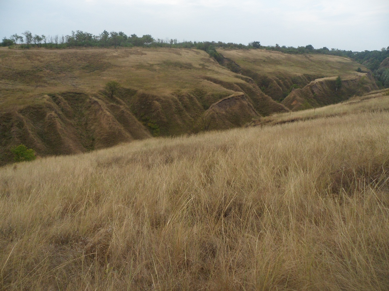 Изображение особи Stipa capillata.