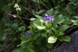 Veronica grandiflora