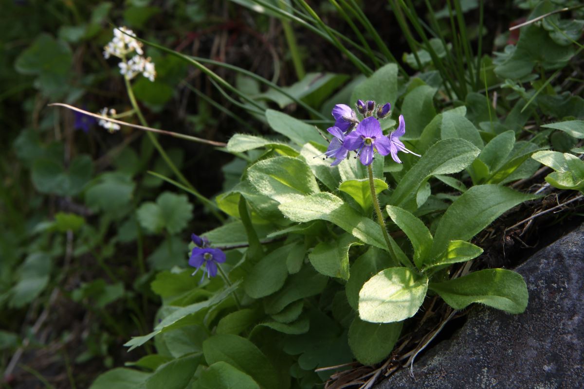 Image of Veronica grandiflora specimen.