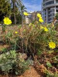 Oenothera drummondii