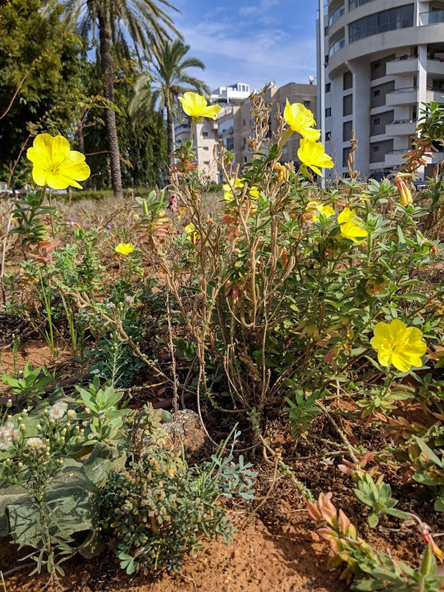 Изображение особи Oenothera drummondii.
