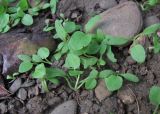 Rumex obtusifolius. Ювенильные растения. Краснодарский край, Абинский р-н, ст-ца Холмская, у жилья. 09.10.2016.