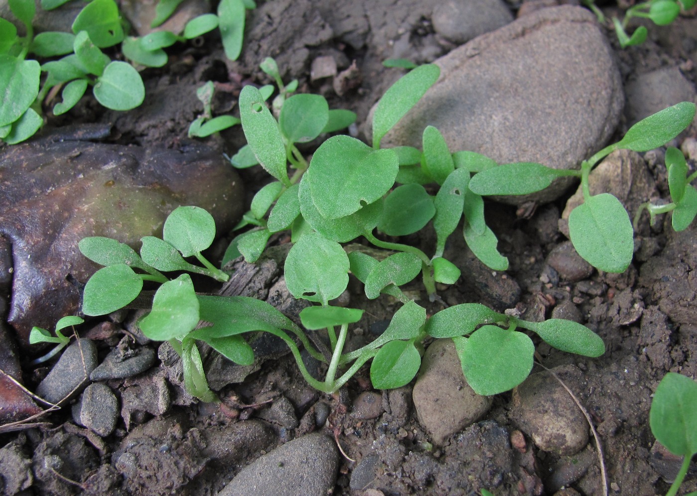 Image of Rumex obtusifolius specimen.