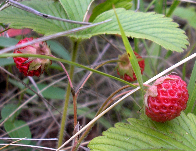 Изображение особи Fragaria viridis.