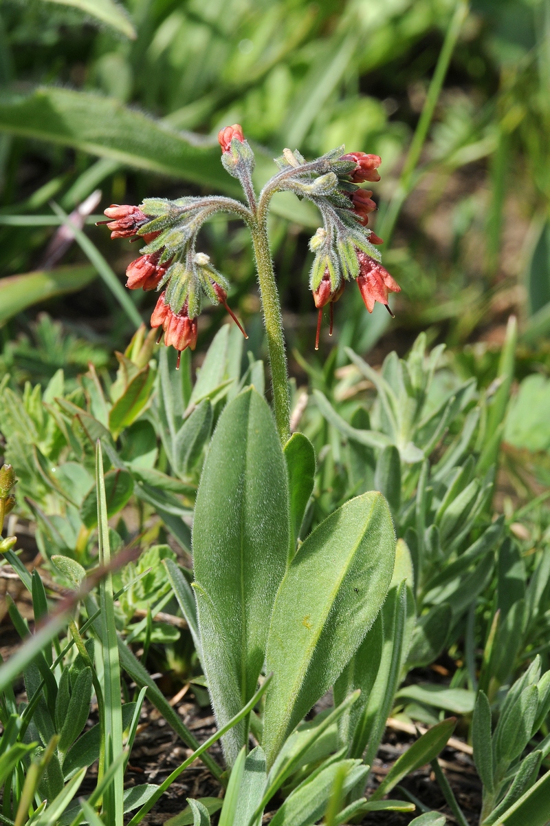 Image of Lindelofia tschimganica specimen.