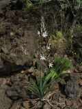 Asphodelus ramosus subspecies distalis. Цветущее растение. Испания, Канарские острова, Тенерифе, мыс Тено, горный склон, поросший суккулентными кустарниками. 5 марта 2008 г.