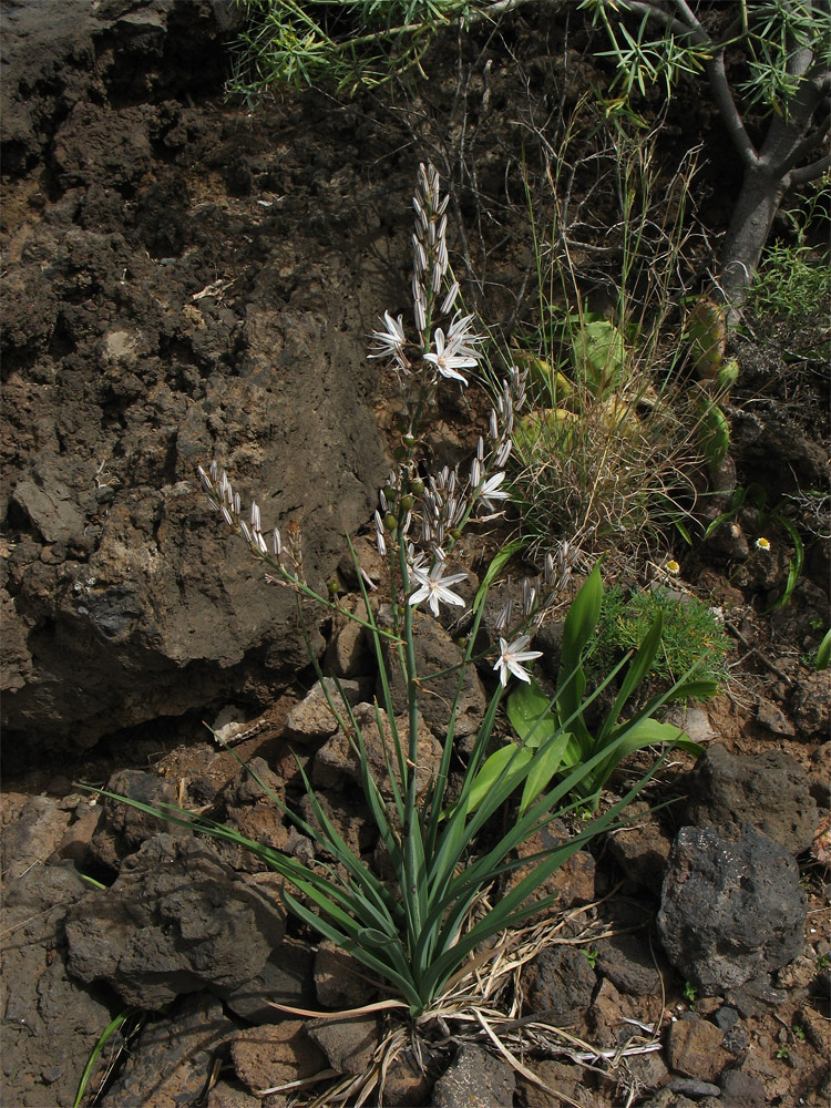 Image of Asphodelus ramosus ssp. distalis specimen.