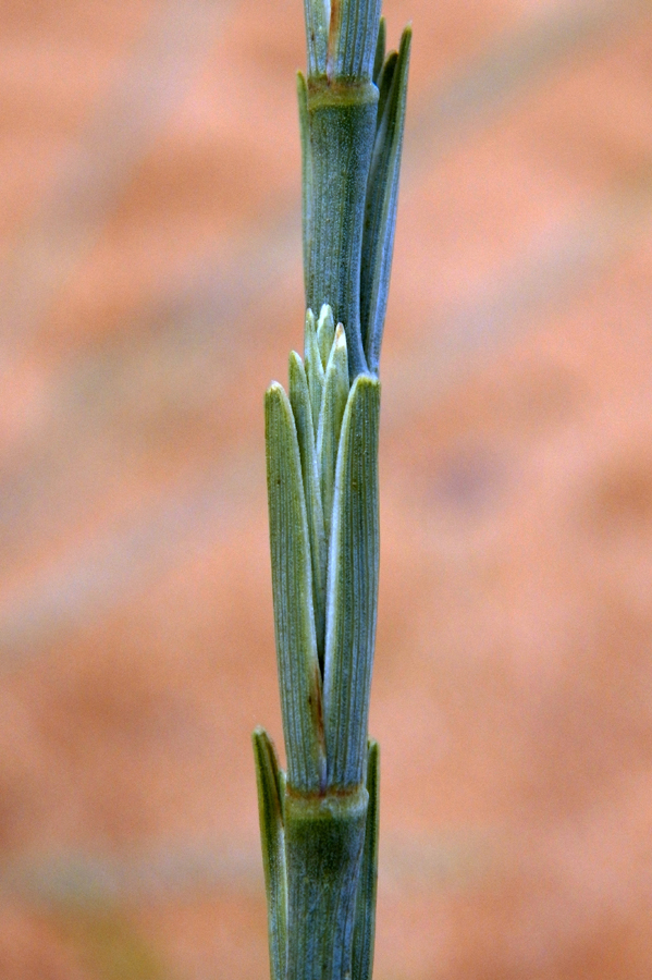 Image of Elytrigia bessarabica specimen.