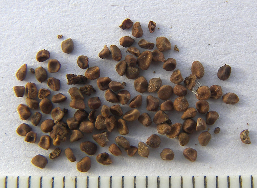 Image of Cistus tauricus specimen.