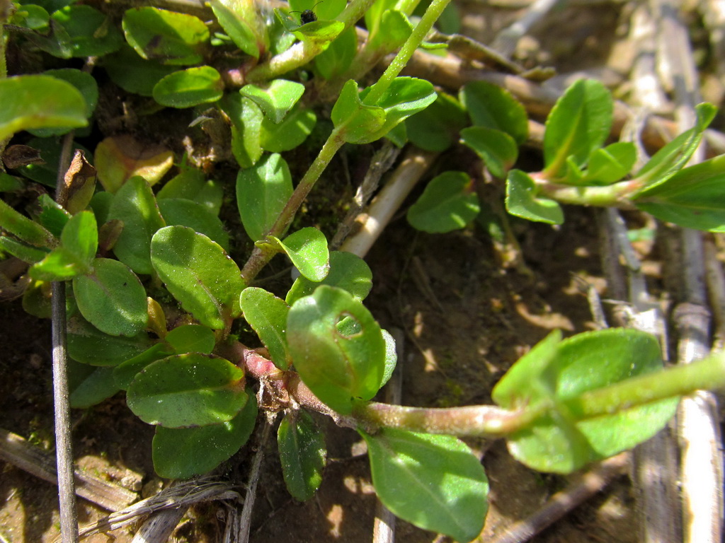 Image of Veronica serpyllifolia specimen.