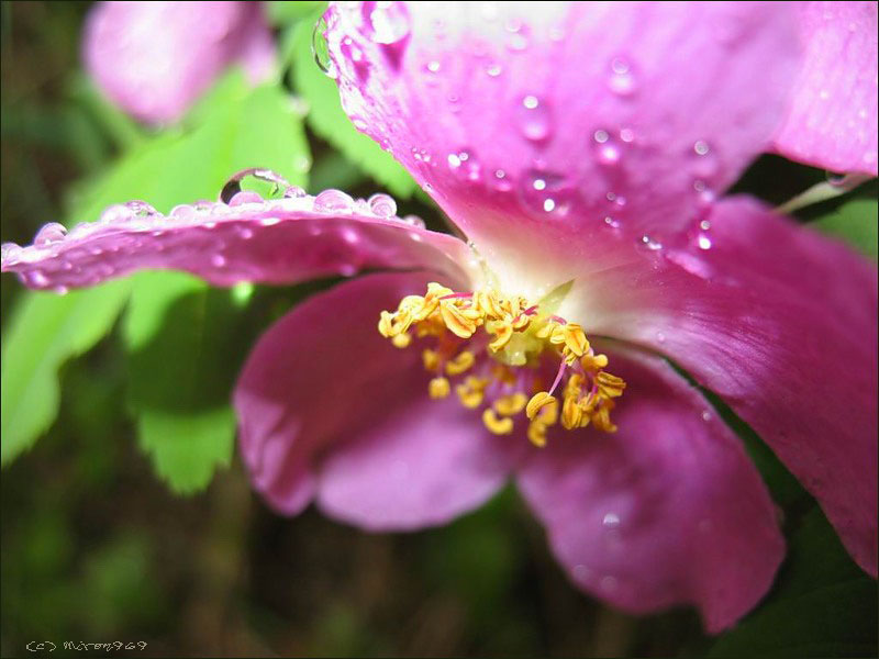 Изображение особи Rosa acicularis.