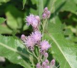 Saussurea amara. Часть соцветия (на фоне листьев Sonchus). Иркутск, у старого моста через р. Ангара. 08.08.2016.