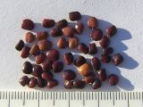 Image of taxon representative. Author is Сергей Банкетов
