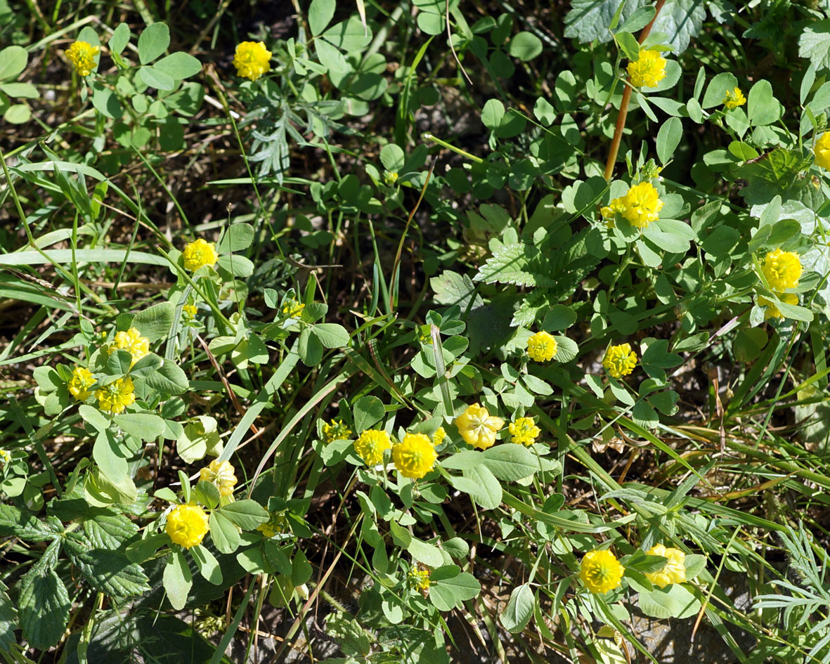Image of Trifolium campestre specimen.