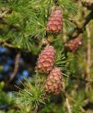 Larix decidua. Часть ветви с молодыми шишками. Украина, Тернопольская обл., Кременецкий р-н, г. Почаев, окраина города. 31.05.2015.